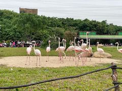 -广州长隆飞鸟乐园