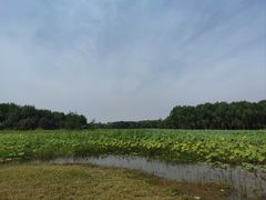 -东郊湿地公园