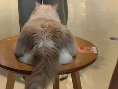 -藏猫猫咖啡主题馆(中央大道店)