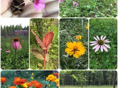 -黄海国家森林公园