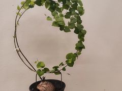 -千禧万福汉亭舫·船舫苏宴