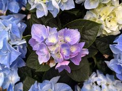 -上海滨江森林公园