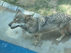 -北京野生动物园