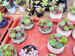 -荷兰花海
