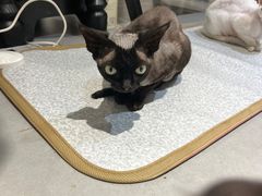 -琪喵猫屋·撸猫猫咖·猫舍