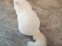 -More Fun猫咖 二十只万元加菲主题