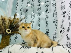 -爱洗澡的猫(望京店)