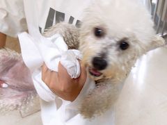 -帕帕拉兹宠物(亚洲旗舰店)