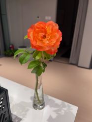 -兰瑜伽·普拉提