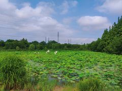 -上海长兴岛郊野公园