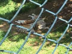 -大连森林动物园