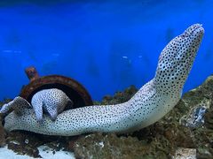 -御唐府海珊瑚主题餐厅