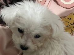 -派多格宠物·购宠(靛厂路店)