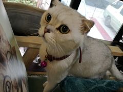 -李小姐の猫咖啡馆(五角场店)