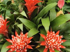 -上海鲜花港
