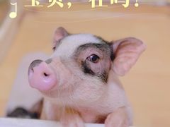 -猫色咖啡·猫咖