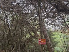 -比日神山
