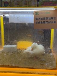 -神奇动物撸宠馆·羊驼·小浣熊·异宠(豫园店)