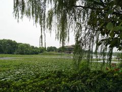 -荷塘月色湿地公园·向阳花洲