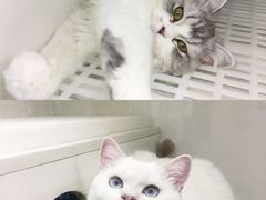 -lincat·猫舍(广州店)