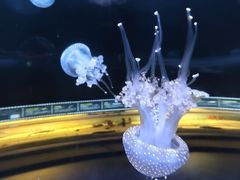 -欢乐海岸海洋奇梦馆