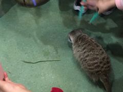 -藦茜花园宠物主题亲子互动体验馆(国顺东路店)