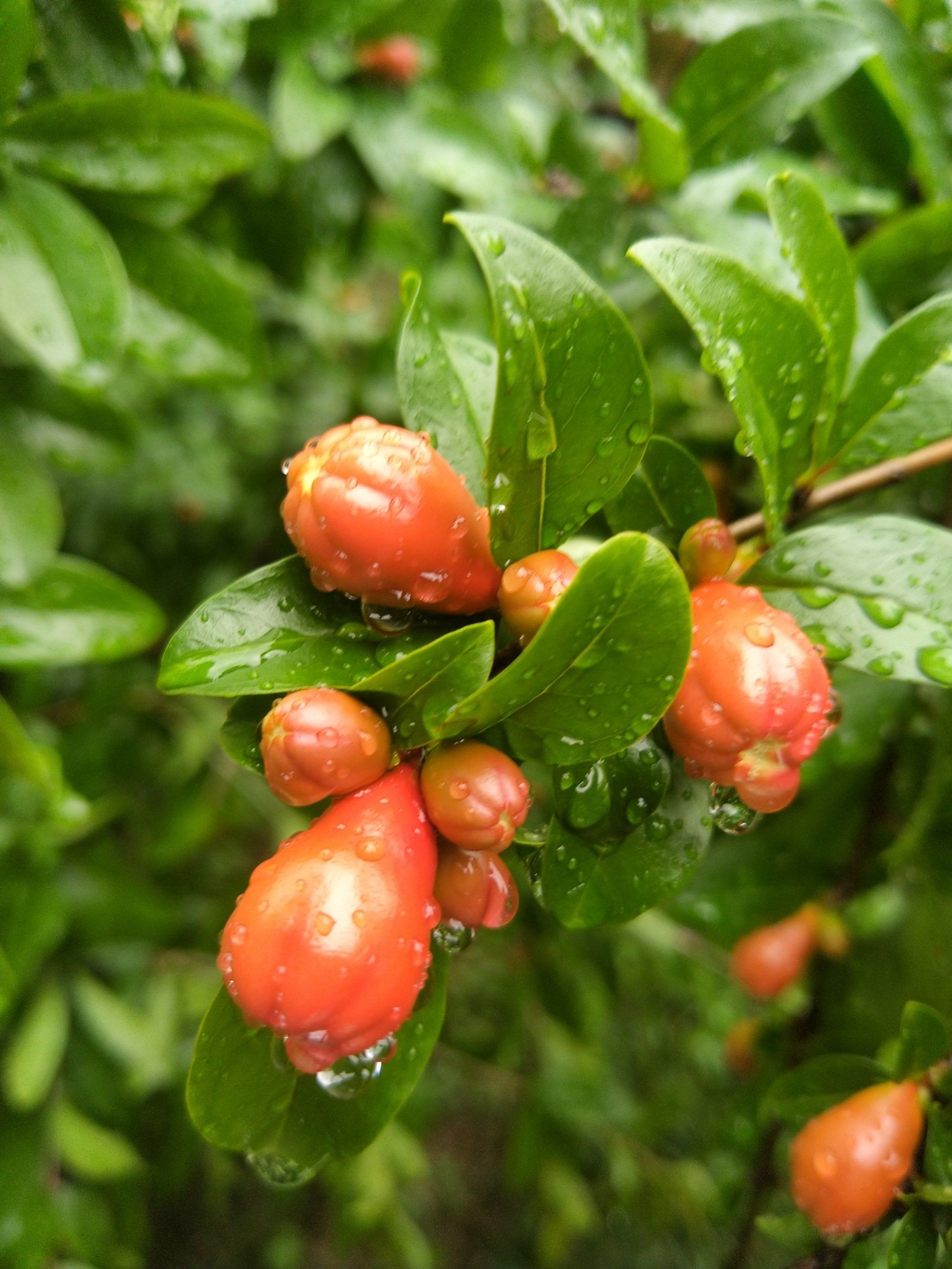 0元玩转这座城 

突然发现周边好多石榴树
