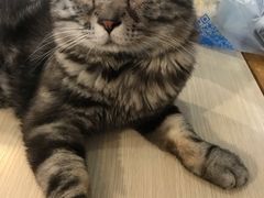 -萌喵宠狗爱心宠咖