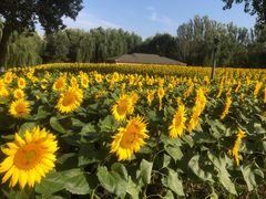 -长白岛森林公园