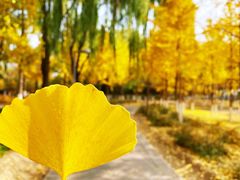 -大兴滨河森林公园