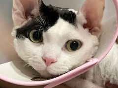 -四月宠物医院·猫专科·心脏专科·内科(转塘店)