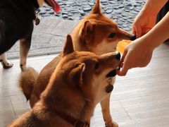 -柴犬高等学院·狗咖·柴犬售卖·宠物训练