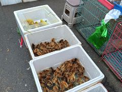 -哈尔滨道外花鸟鱼市场