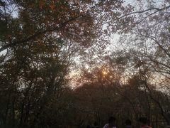 -紫金山山顶公园