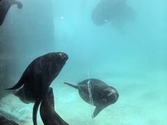 -珠海长隆海洋王国