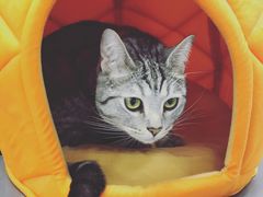 -菠萝格斗巴西柔术训练馆