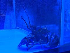 -盛焰铁板烧(王府井店)