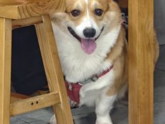 -老袁炒年糕(富豪路店)