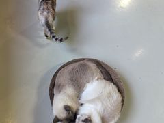 -豆逗聊愈猫阁Easy Life