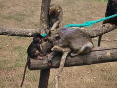 -西霞口神雕山野生动物世界