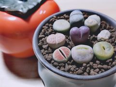 -秦美花卉(天朗·莱茵小城2期店)