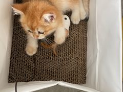 -东方名猫馆·英短金渐层布偶猫舍(环线广场1号楼店)