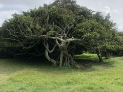 -鹅銮鼻公园