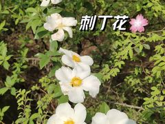 -桃花岭景区