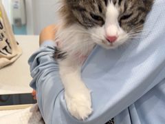 -纳吉亚猫专科动物医院·北北分院