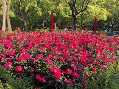 -徐家汇公园