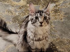 -小狗上班·狗咖·猫咖·小奶狗·摄影(南山店)