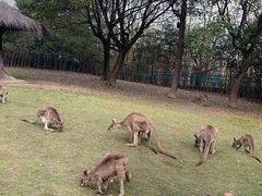 -上海野生动物园