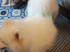 -more than meow吴止猫主题餐厅(承德 中船汇店)