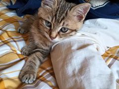 -萌兽医馆·宠物医院·猫骨科(创景店)